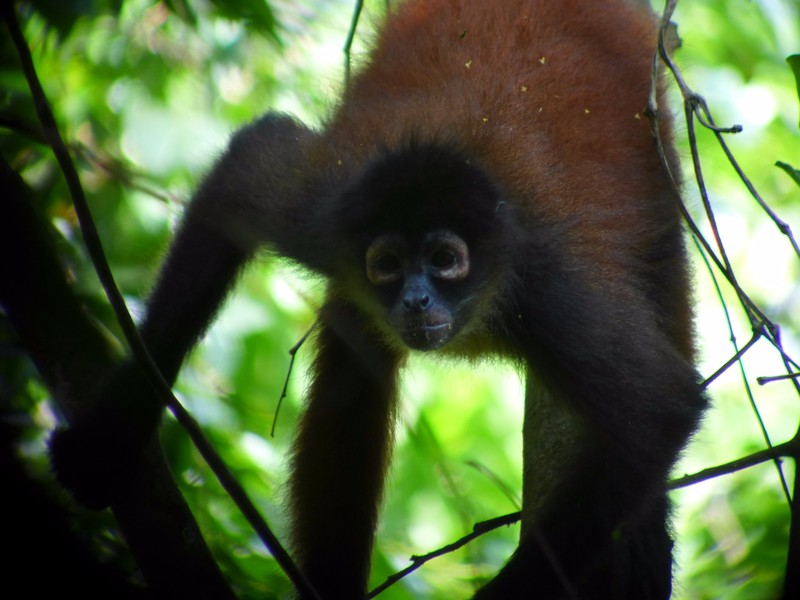 Spider monkey being "harassed"by us: in the nicest most playful way