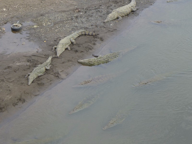 Crocs sunning themselves beside a stream