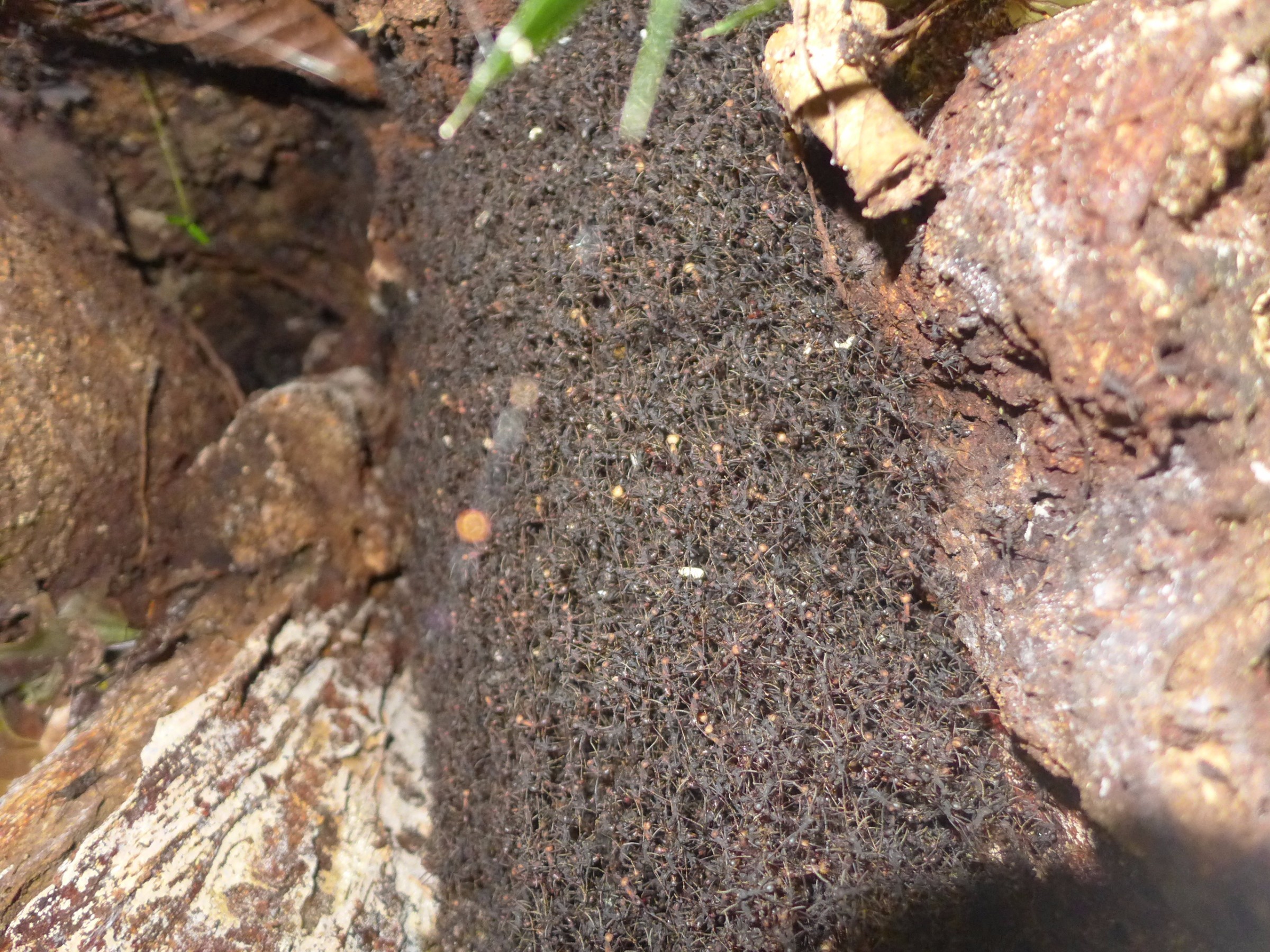 Seething mass of an Army ant nest | Photo