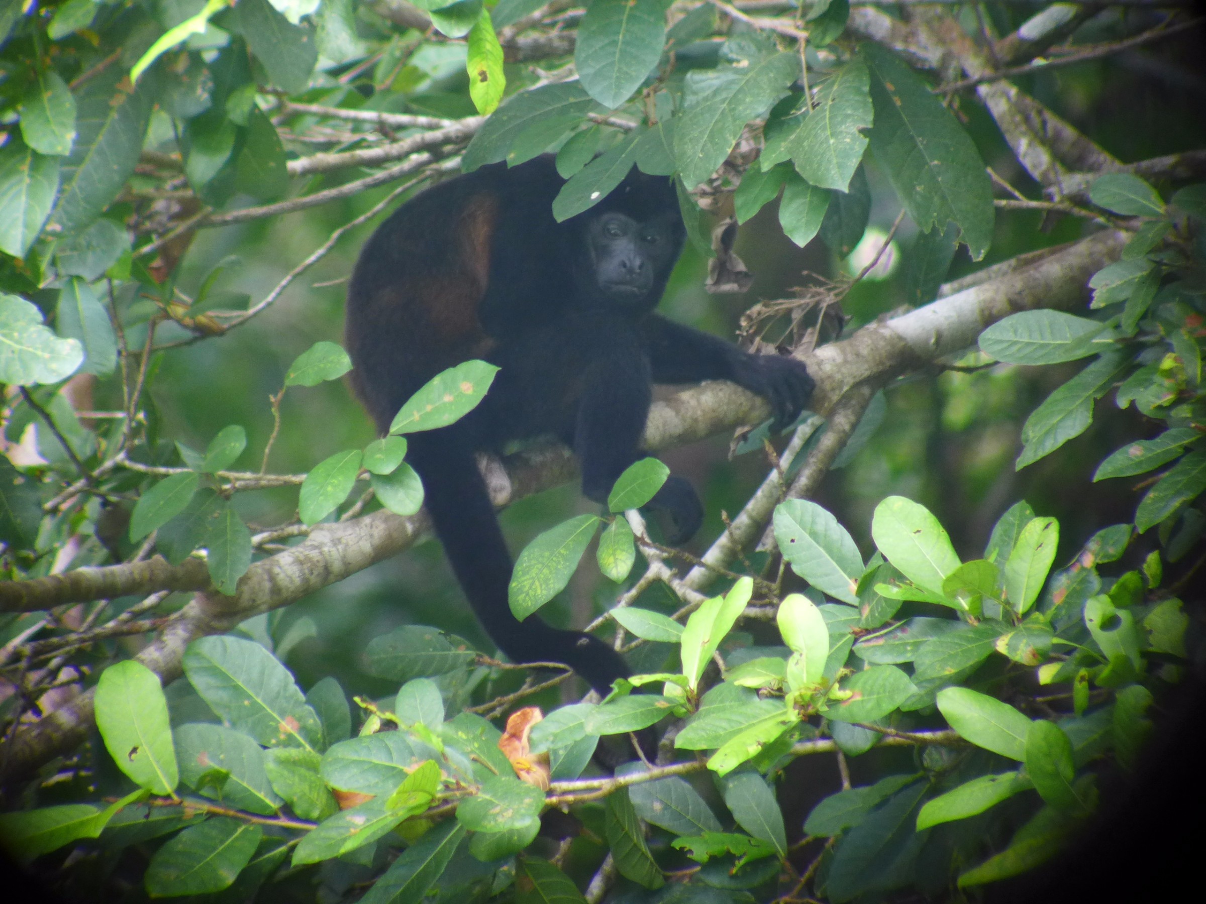 Howler monkey | Photo