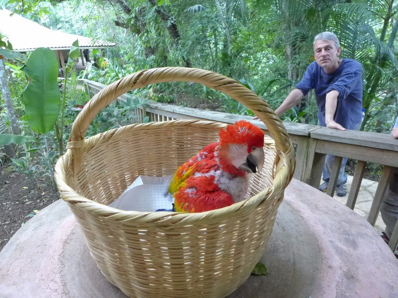 Rescued baby Scarlet Macaw