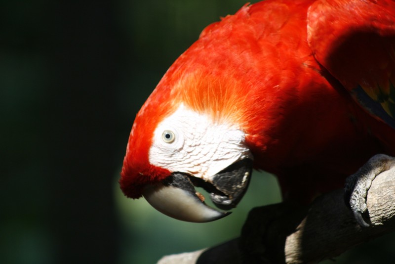Portrait of a Scarlet Macaw