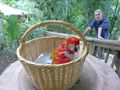 Rescued baby Scarlet Macaw