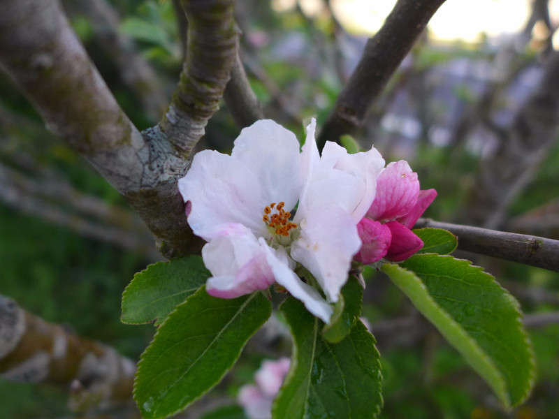Apple blossom coming through