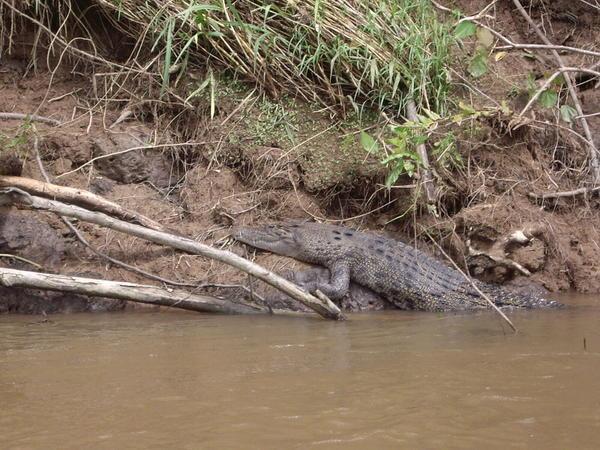 Crocodile Sanctuary