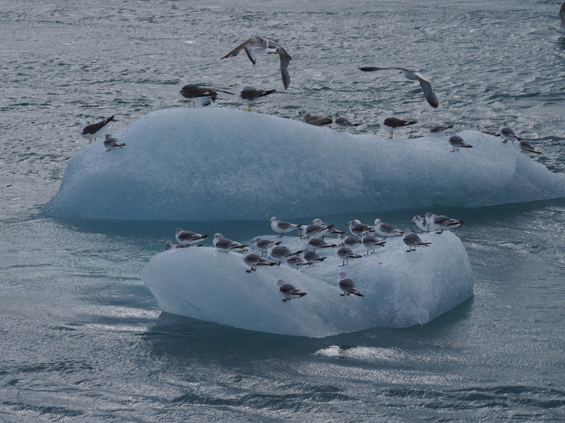 Die hiesigen auf den Eisbergen surfenden Vögel heißen nicht Pinguin, sondern Möwe