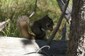 Eichhörnchen beim Mittagsmahl