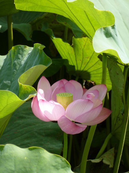 Lotusbluete in einem Park in Tokio