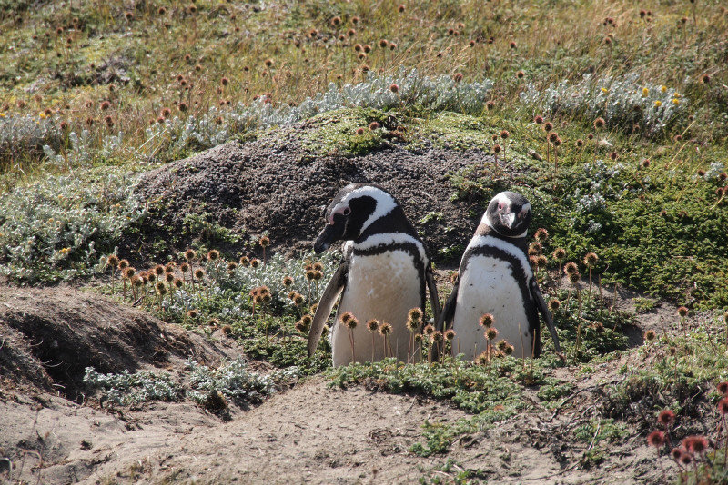 Feierabend bei Pinguins