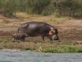 Hippo-Mama mit Baby