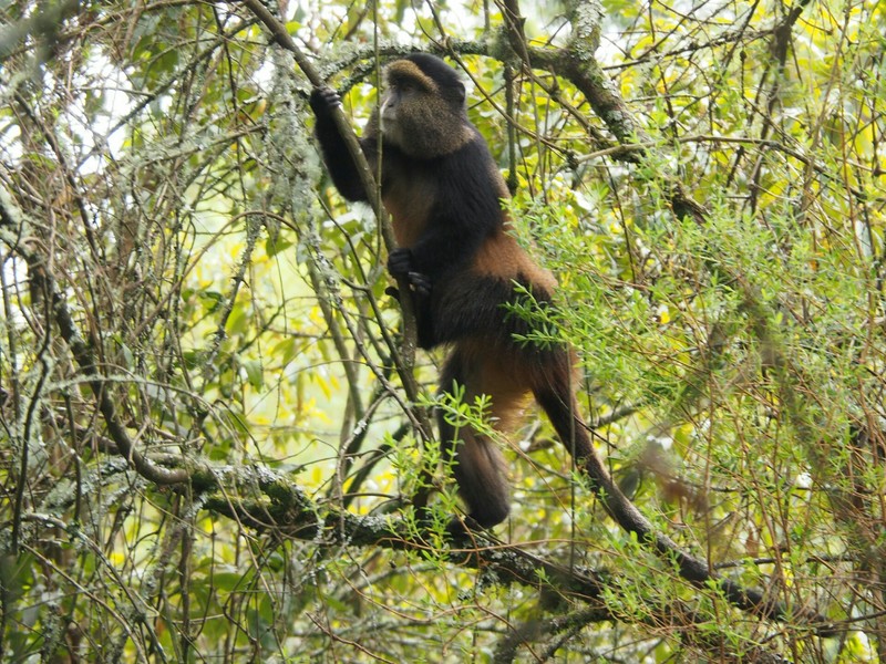 Die Golden Monkeys sind echte Kletter- und Sprungkünstler