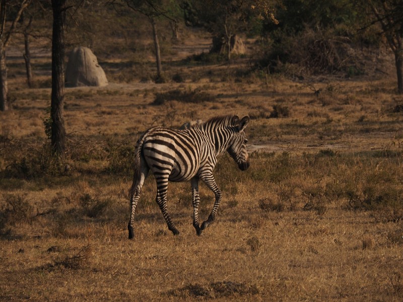 Zebra am Morgen vertreibt Kummer und Sorgen
