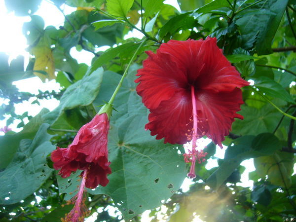 Flora of Rarotonga