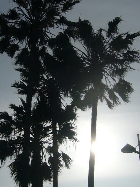 Californian Palm Trees-Venice Beach