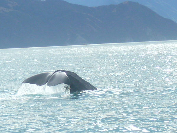Whale Tail - Kaikoura