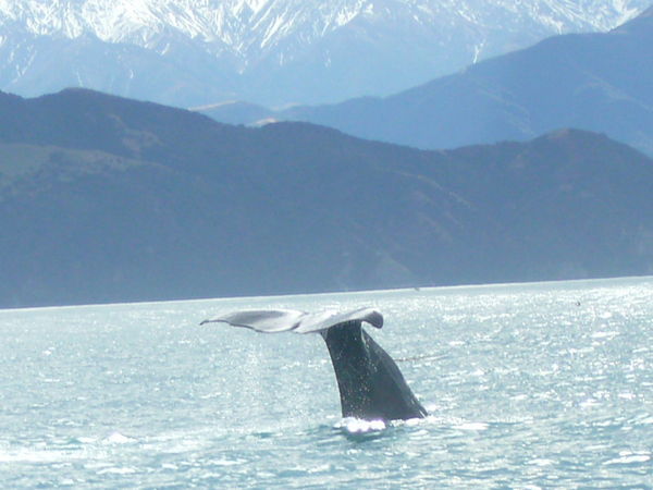 Whale Tail - Kaikoura