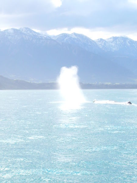 Blow Hole from Whale - Kaikoura