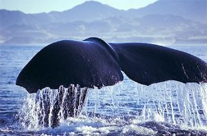 Tail Whale