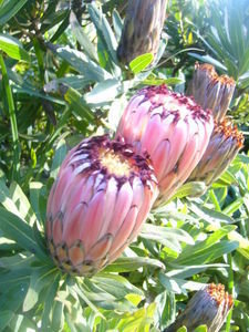 South African Protea