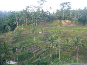 Rice padie fields of Ubud
