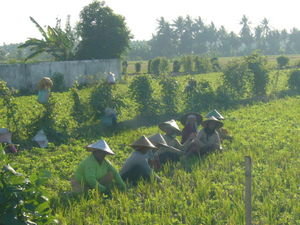Women working in the fields