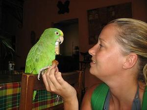 Ricky the Talking Parrot