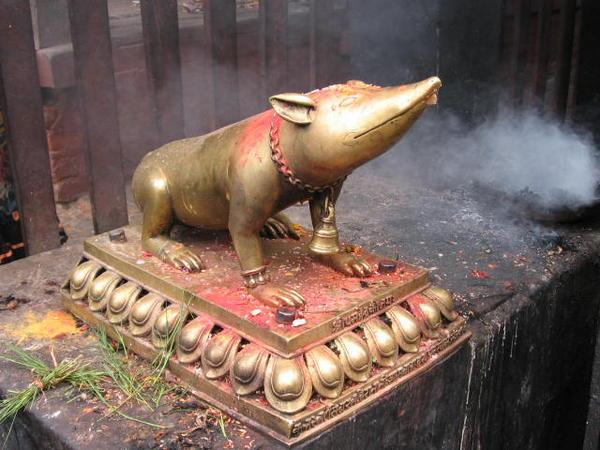 Smoking pig- Durbar Square, Kathmandu 