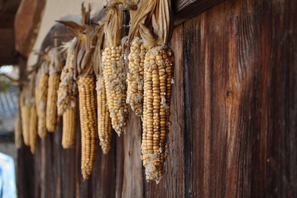 Corn hanging at the Choe Clan's house