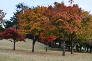 Fall in Gyeongju