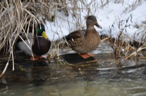 Some ducks trying to keep out of the cold water!