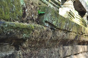 Moss around Angkor Thom