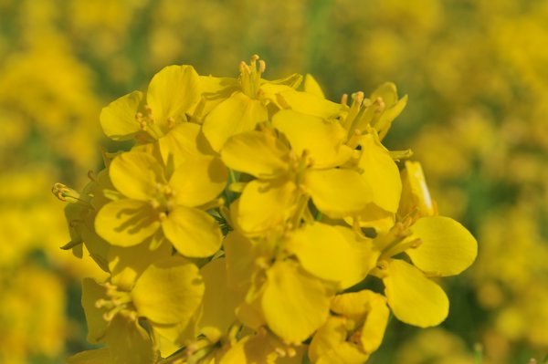 Sunny yellow flowers