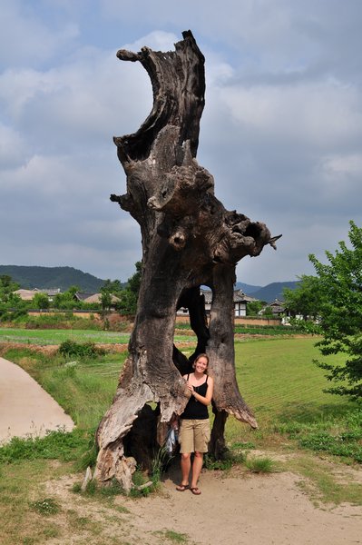 Ginormous hollow tree