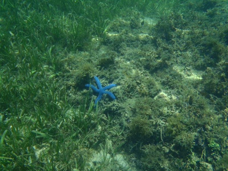 Blue starfish