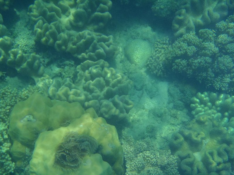 More neat coral