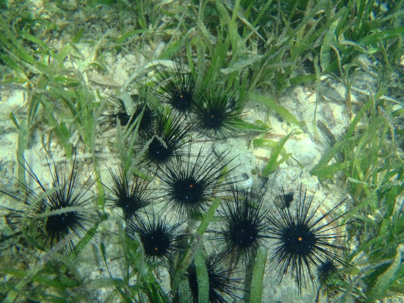 The dreaded Sea Urchins
