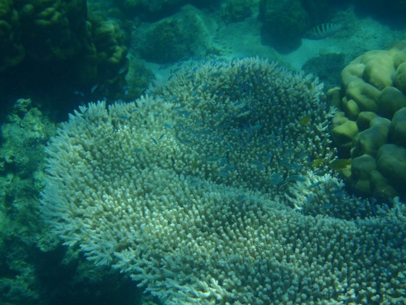 Big coral