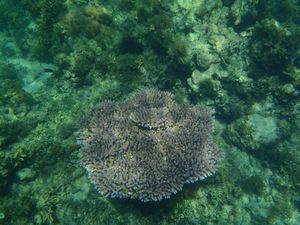 Big coral