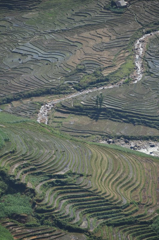 Tiered rice paddies
