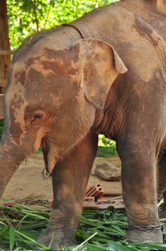 Baby elephant - 8 months