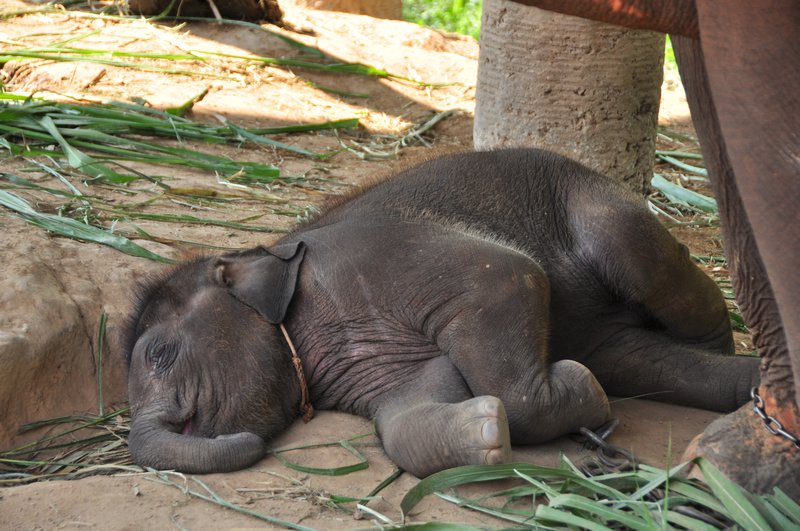 Baby elephant - 2 months