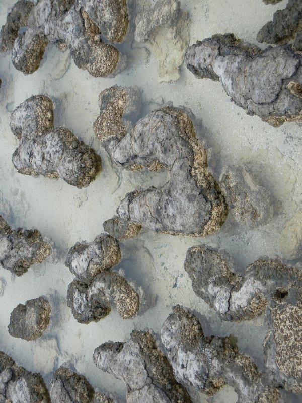 Stromatolites at Hamlin Pool