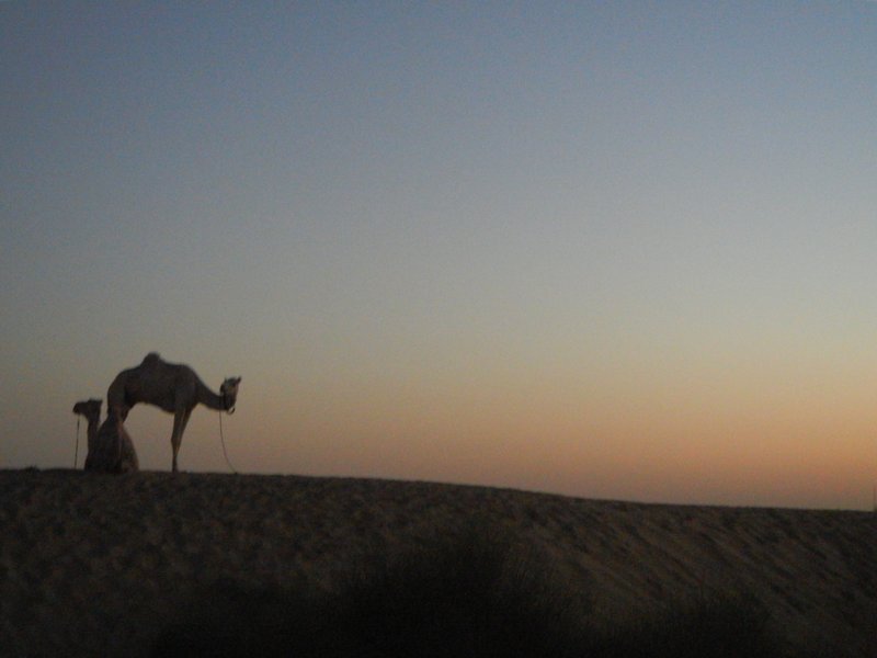 Sunset Festival of the Desert