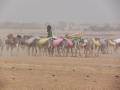 Donkey caravan heading to Timbuktou 