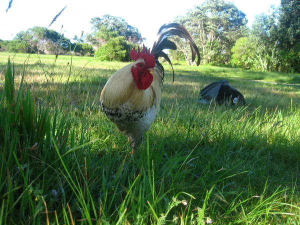 Cock-A-Doodle Rooster - Morning and Night