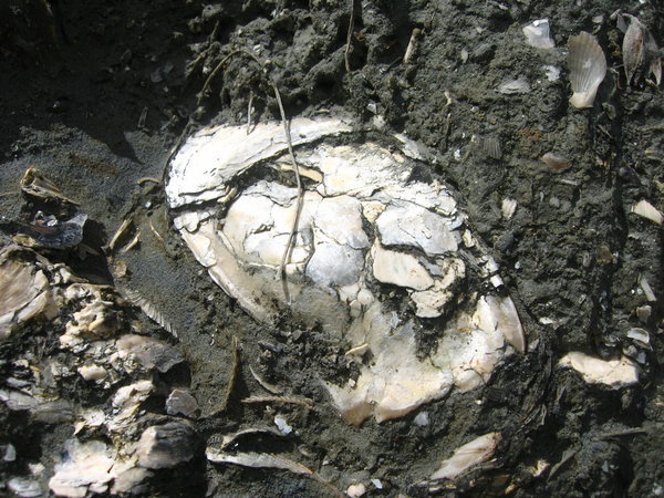 Oyster Shell Close Up