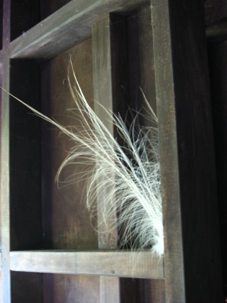 Kotuku Feathers