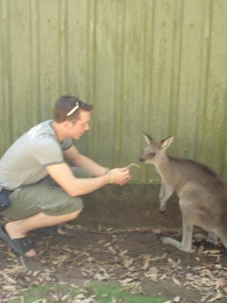 Feeding Kangaroo