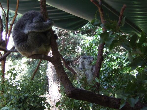 Koalaaa