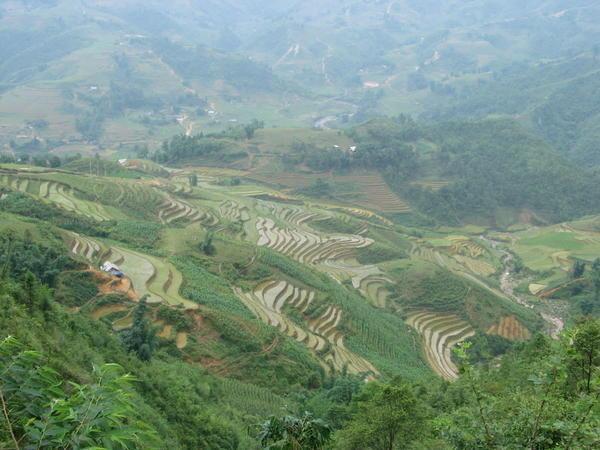 Everywhere you look... rice terraces